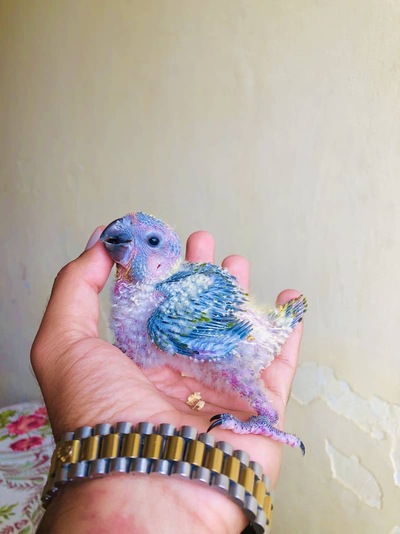 Sunconor red factor Chicks Available 3