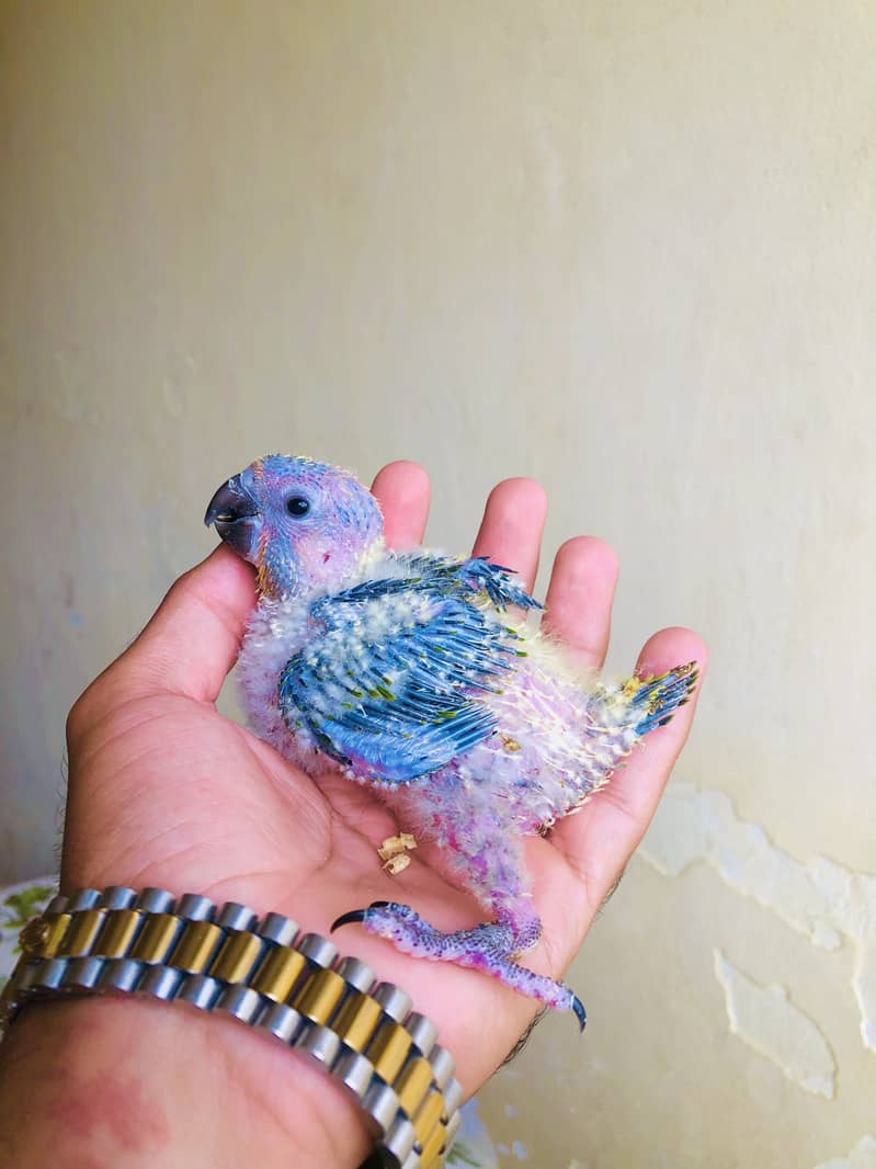 Sunconor red factor Chicks Available 4