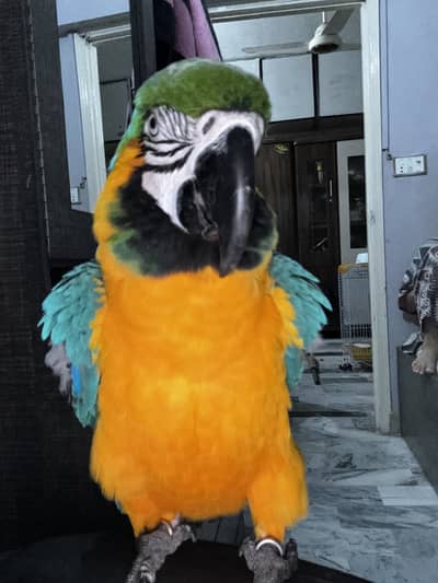 Blue and yellow macaw male