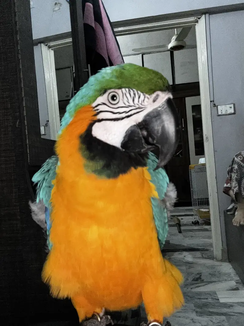 Blue and yellow macaw male — photo 2