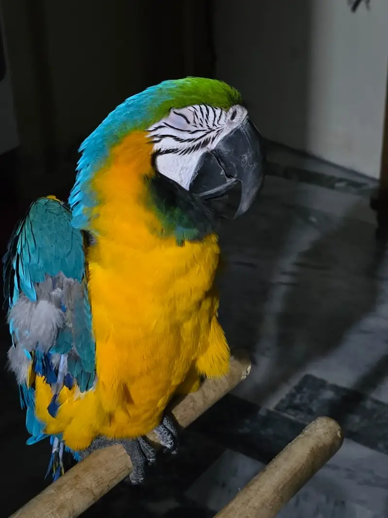 Blue and yellow macaw male — photo 3