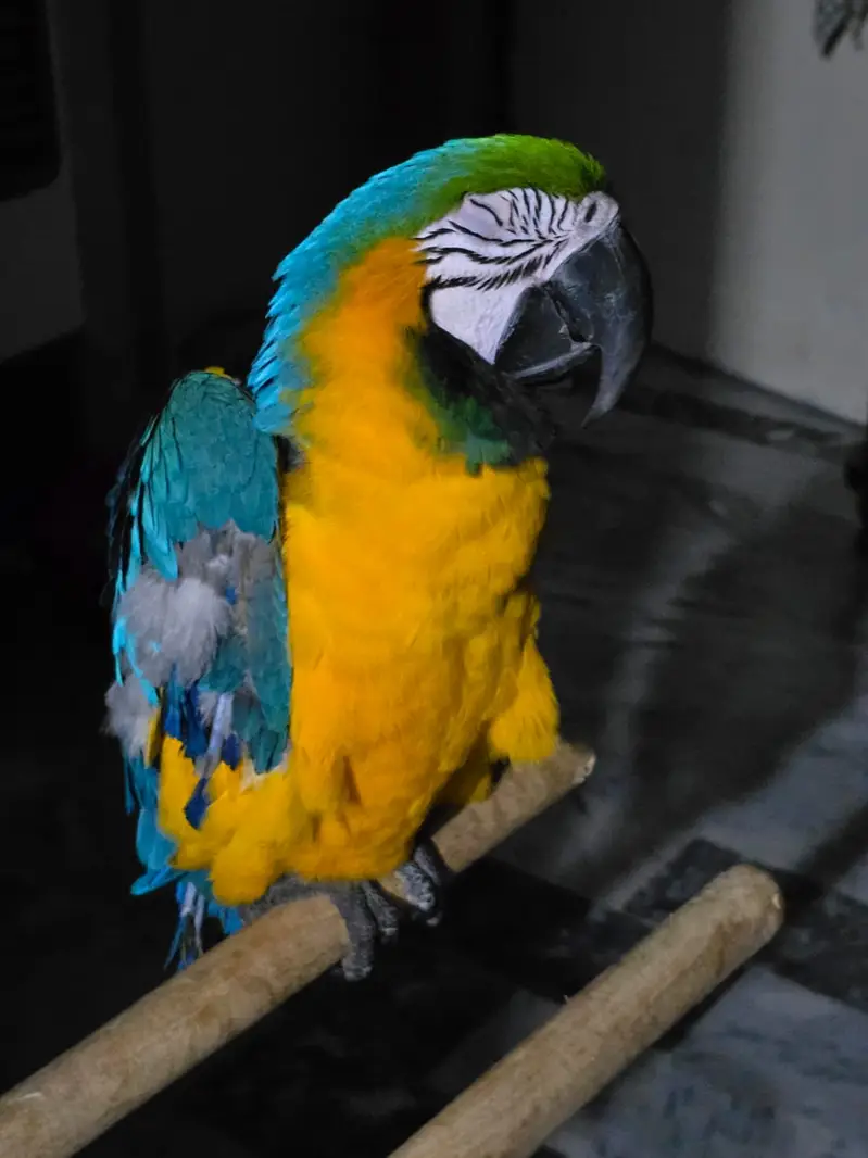 Blue and yellow macaw male — photo 4