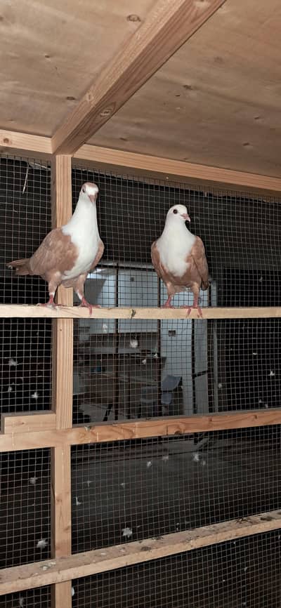 karabalai and sentenet peigons