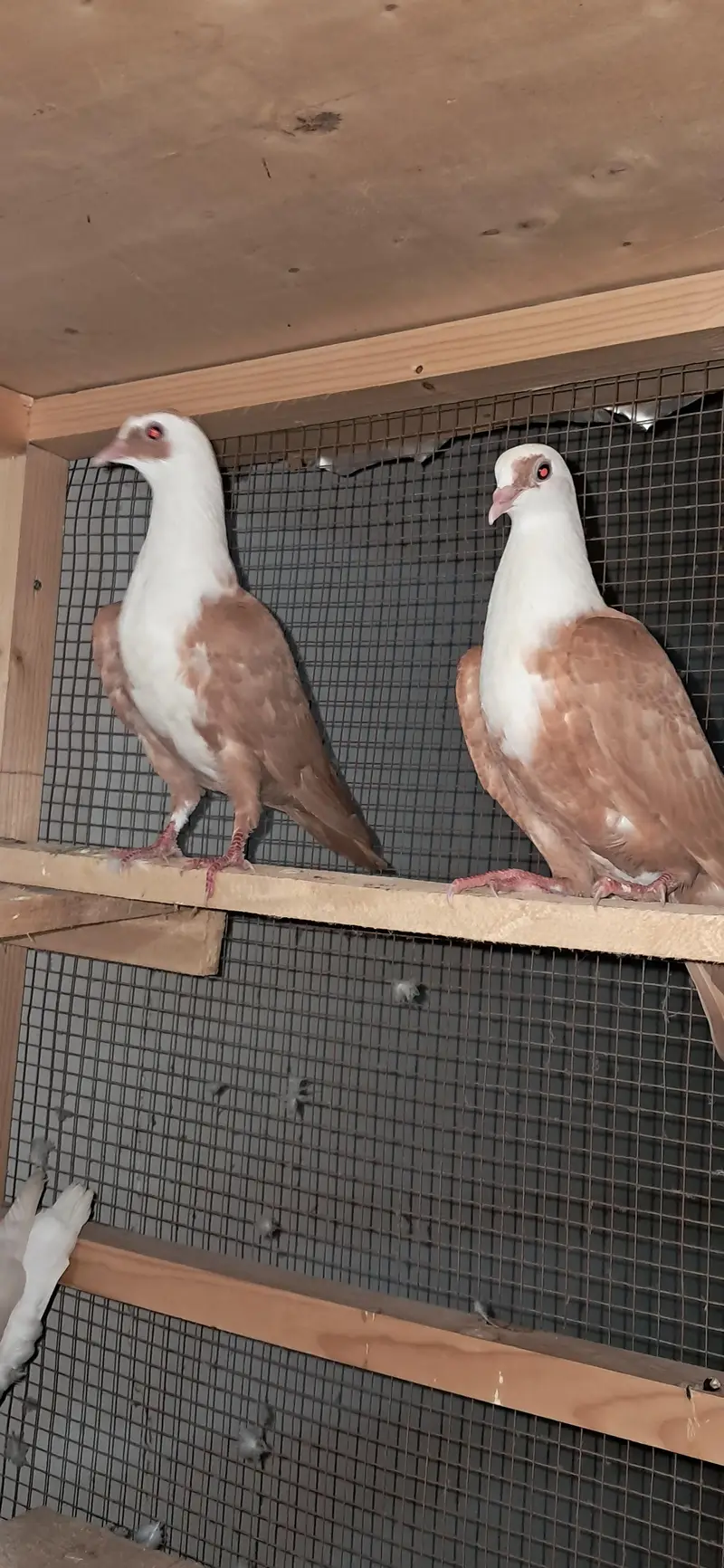 karabalai and sentenet peigons — photo 3