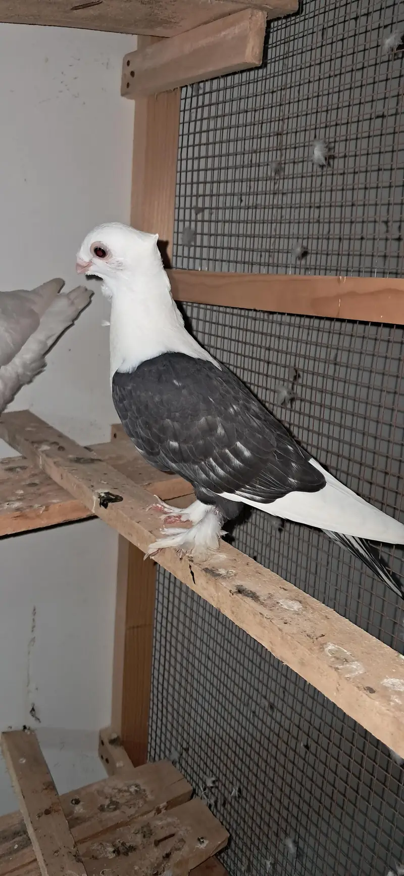 karabalai and sentenet peigons — photo 5