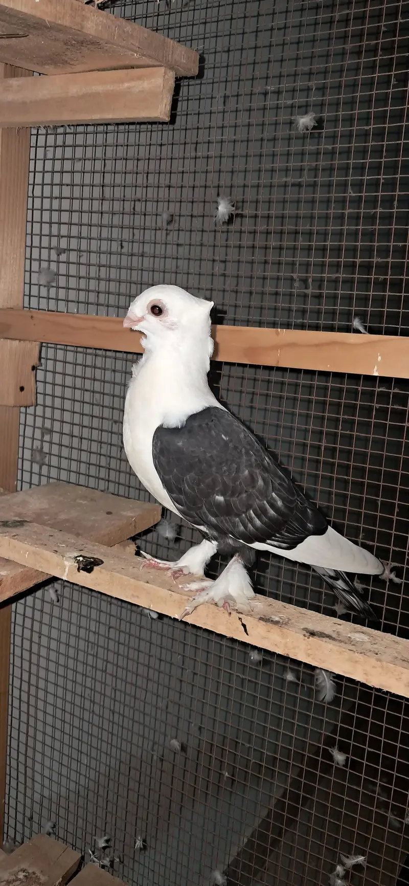 karabalai and sentenet peigons — photo 6