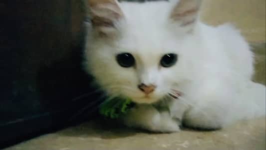 Persian Turkish Angoora cross/ white/ vaccinated