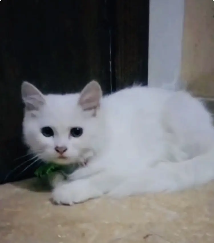 Persian Turkish Angoora cross/ white/ vaccinated — photo 2