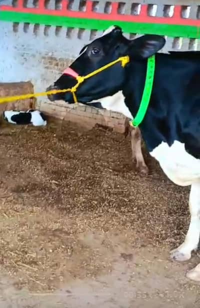cow/Buffalo/گاۓ /for sale