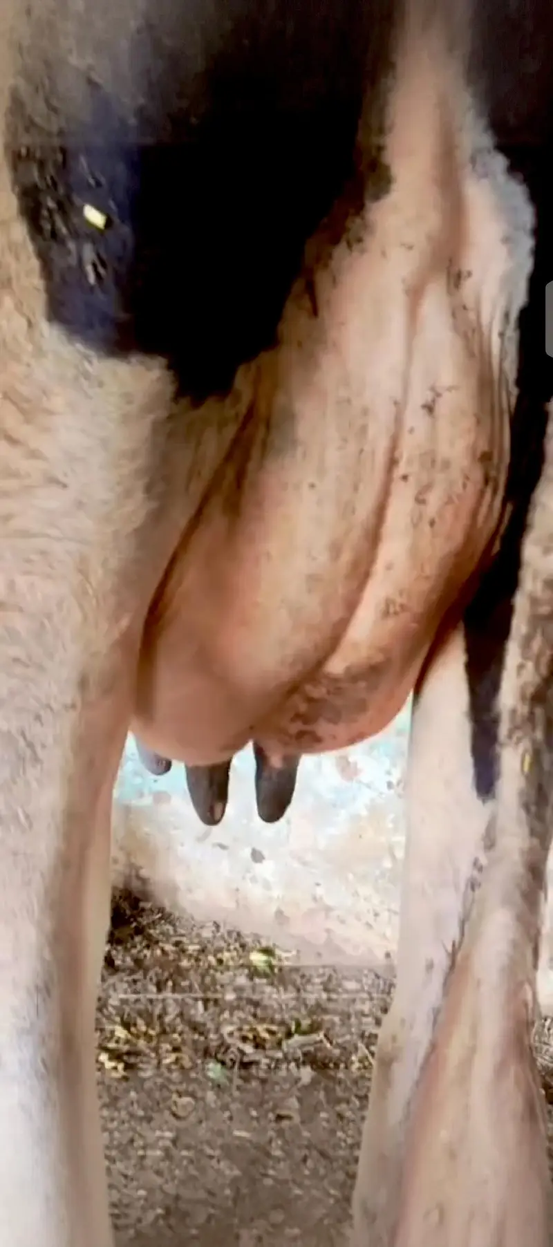 cow/Buffalo/گاۓ /for sale — photo 2