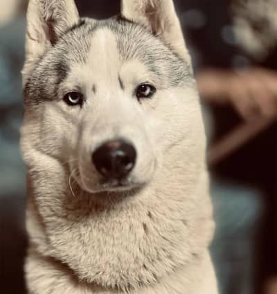 Huskey