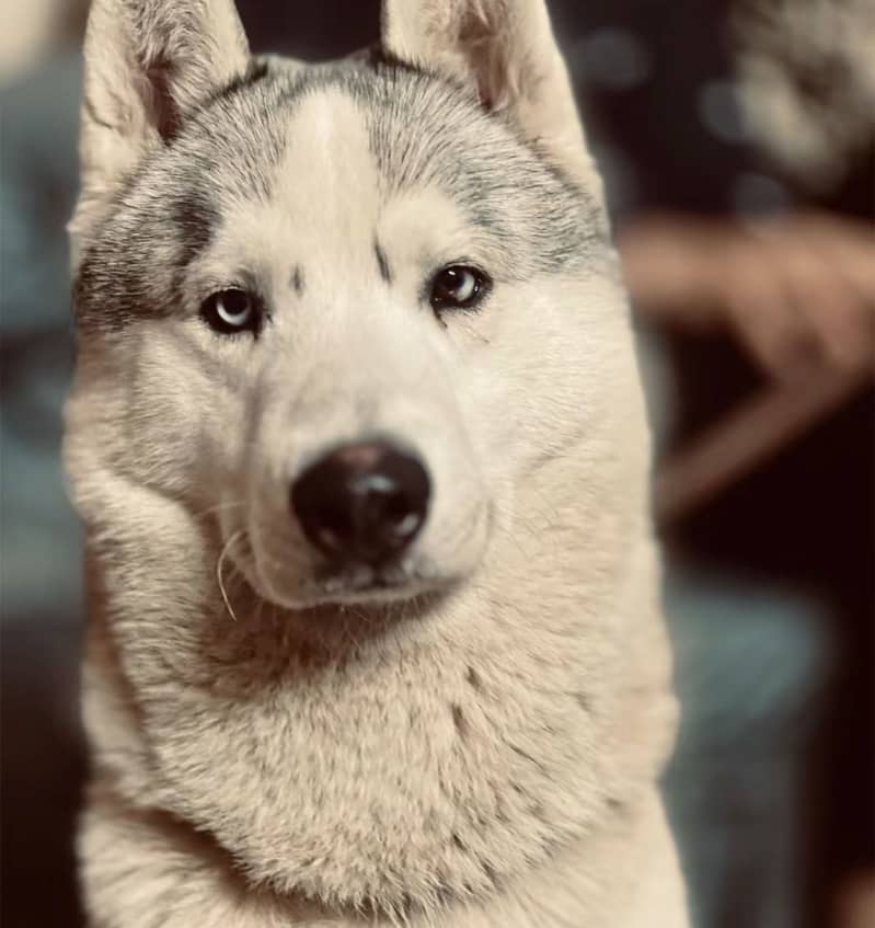 Huskey 0