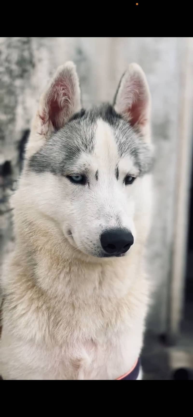 Huskey 1
