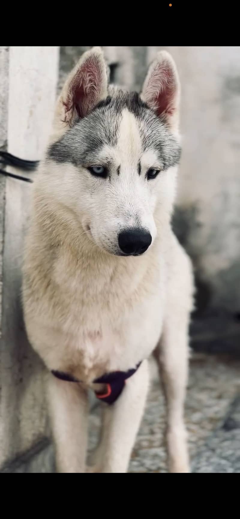 Huskey 2