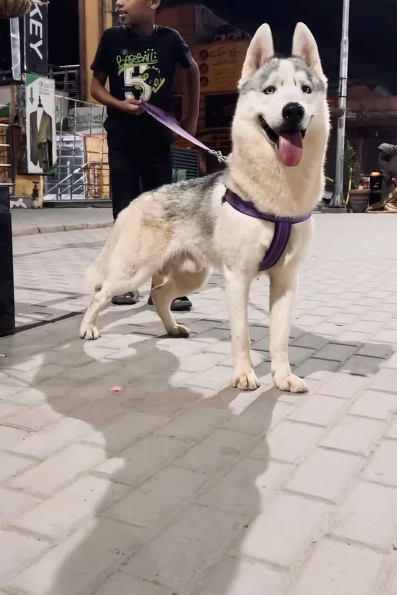 Huskey 3
