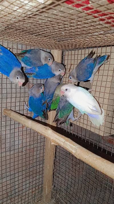 Full breeder love birds and Australian parrots with eggs urgent sale !