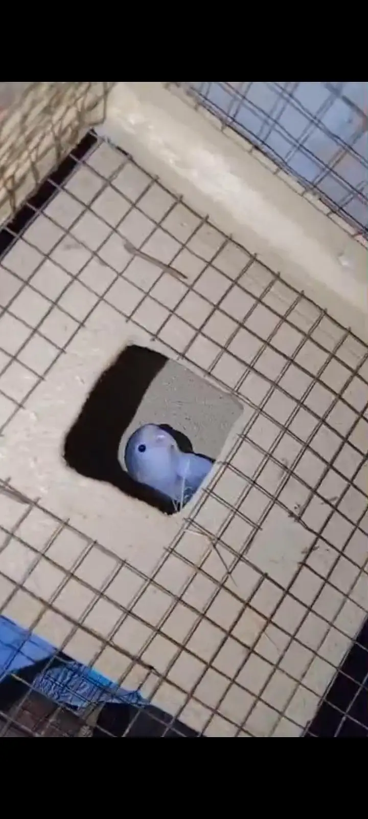 Full breeder love birds and Australian parrots with eggs urgent sale ! — photo 2