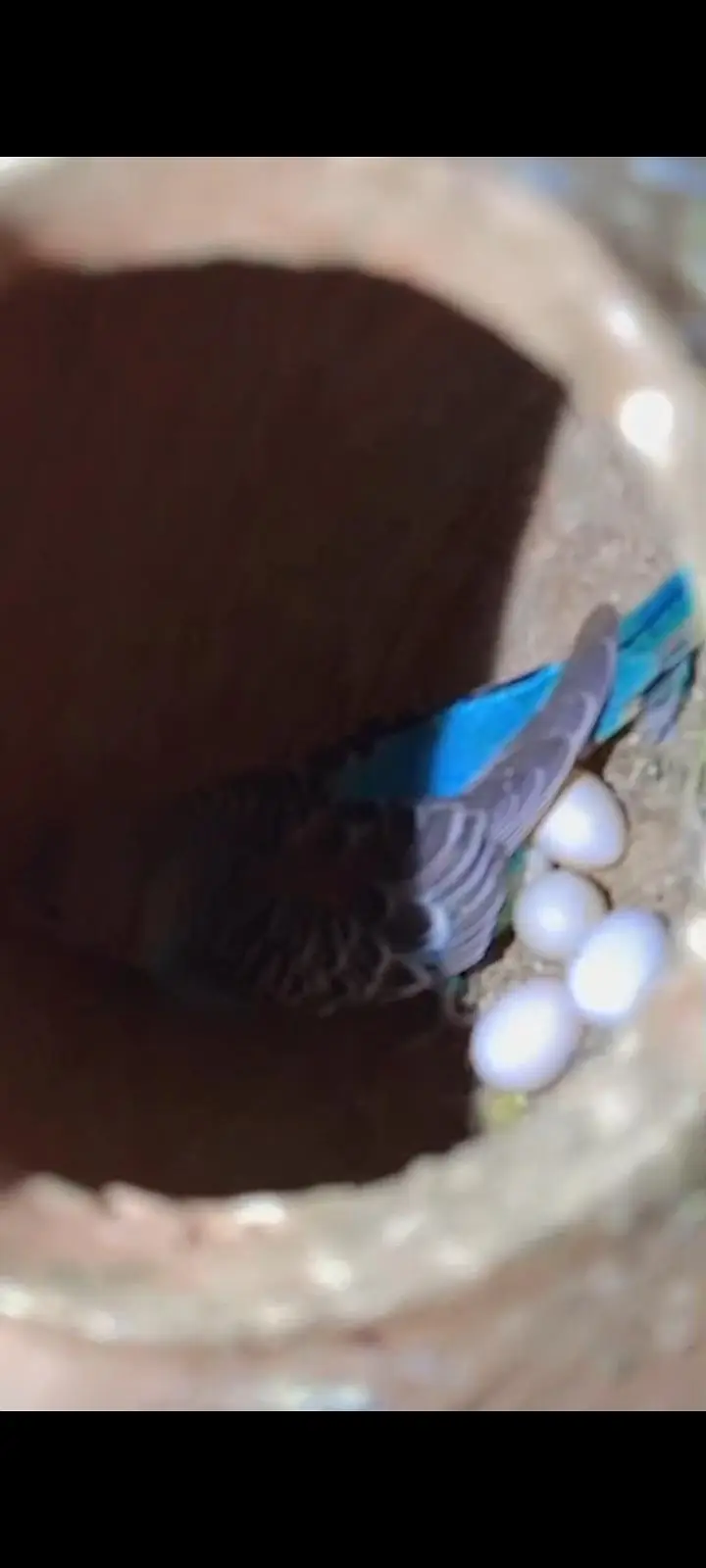 Full breeder love birds and Australian parrots with eggs urgent sale ! — photo 3