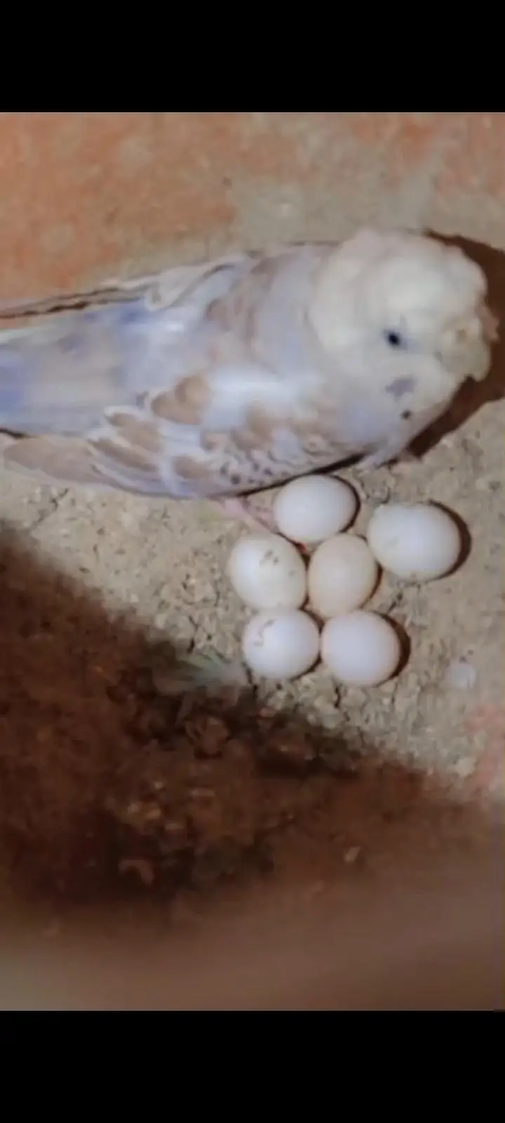 Full breeder love birds and Australian parrots with eggs urgent sale ! — photo 4