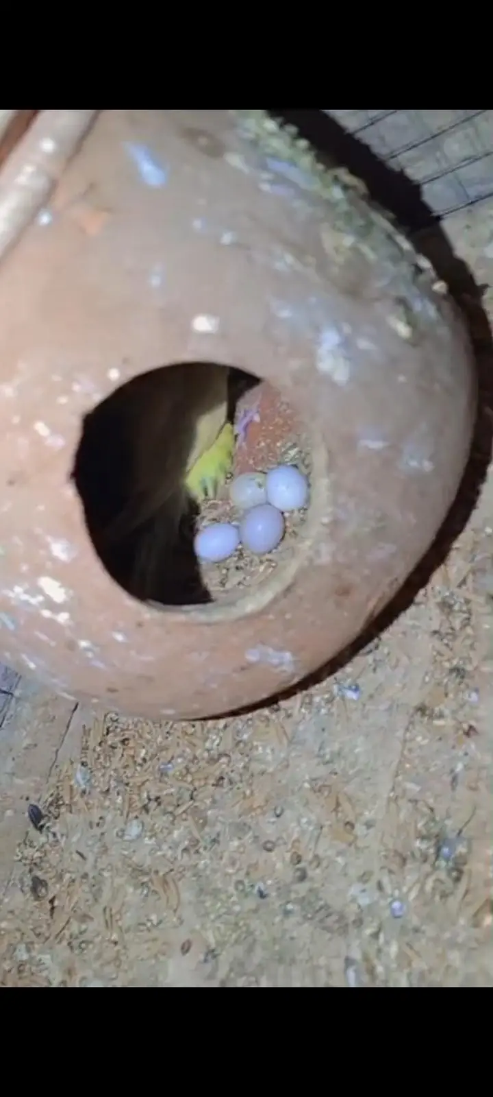 Full breeder love birds and Australian parrots with eggs urgent sale ! — photo 5