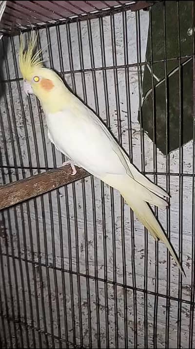 Common white red eyes cocktail female