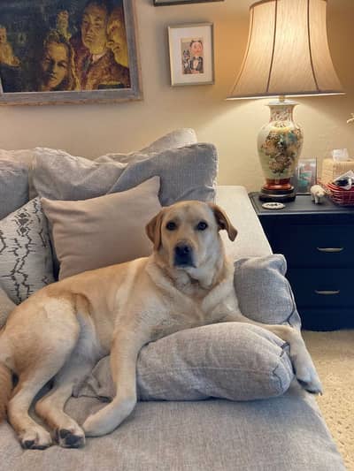 Fully Trained Labrador