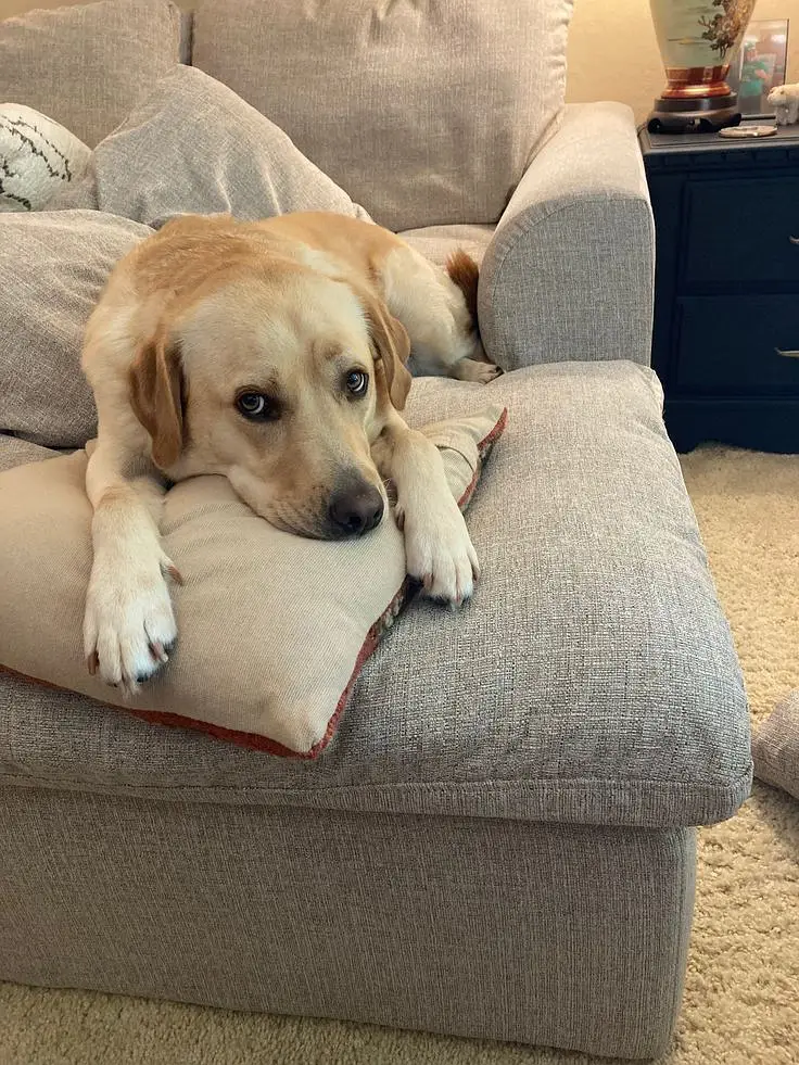 Fully Trained Labrador — photo 2