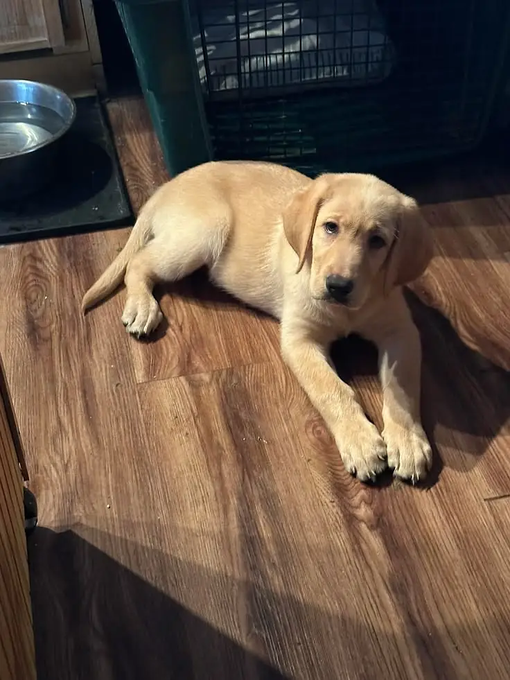 Fully Trained Labrador — photo 3