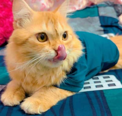 Persian female cat for sale vaccinated