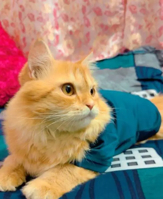 Persian female cat for sale vaccinated — photo 2