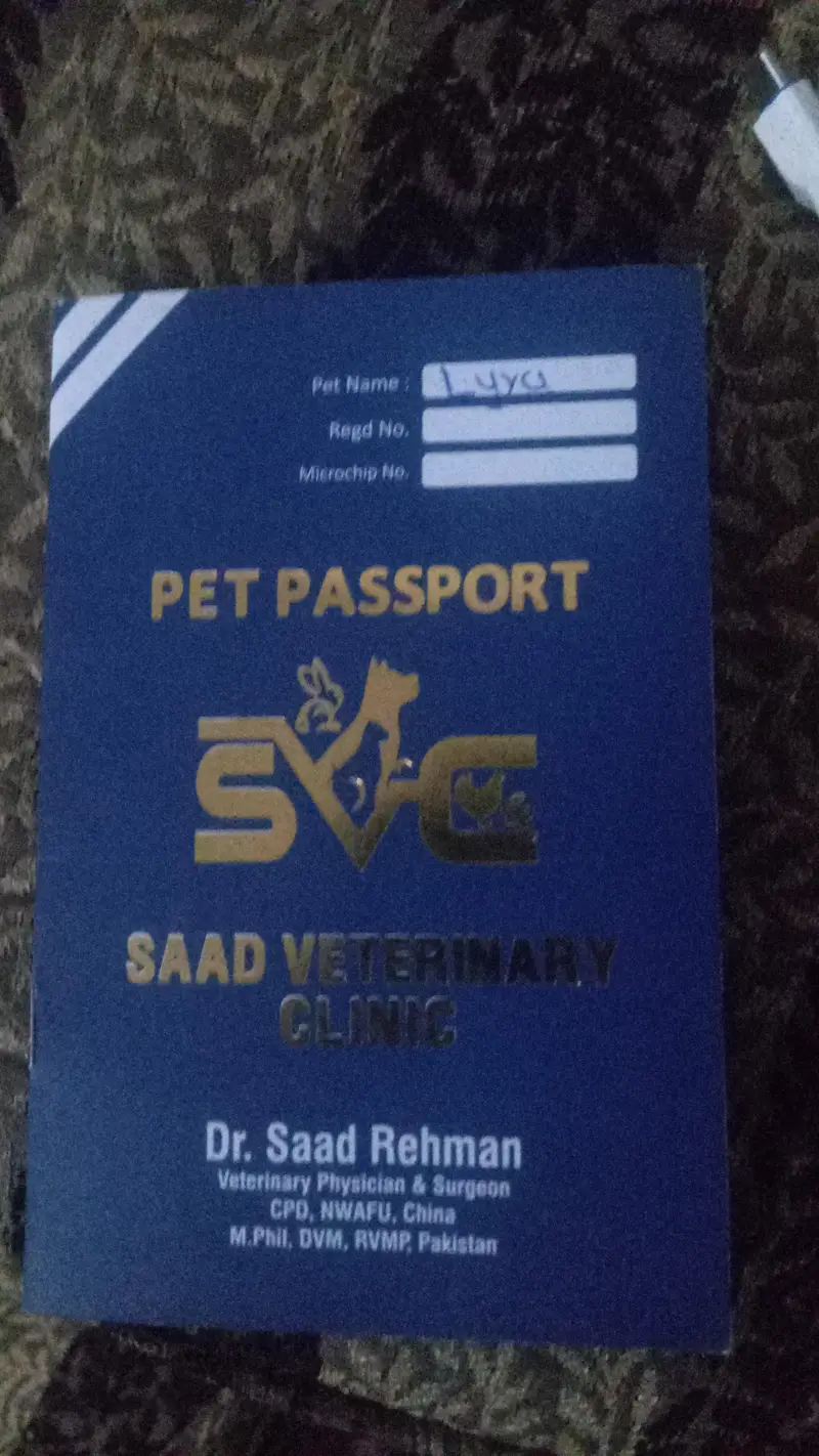 Persian female cat for sale vaccinated — photo 3