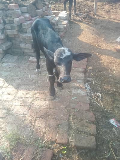 katti