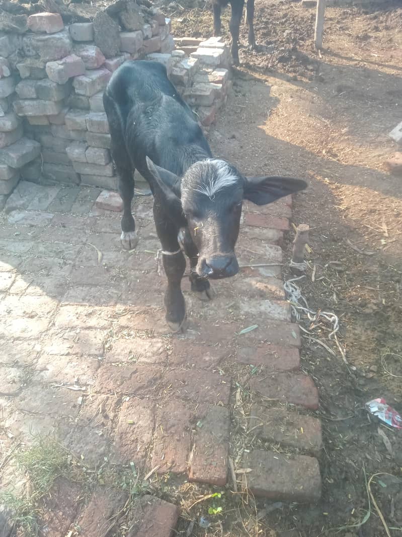 katti 0