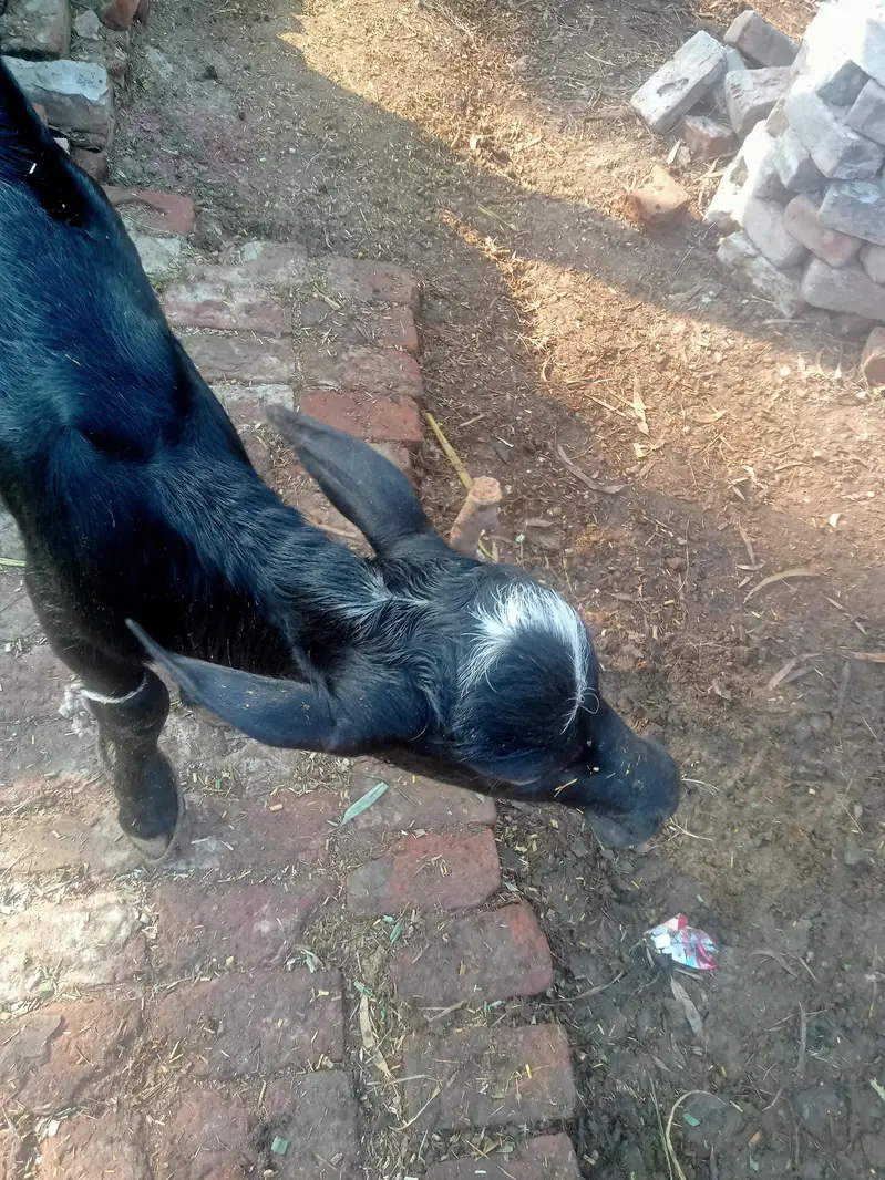 katti — photo 3