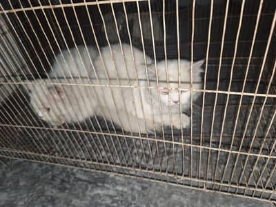 white Russian cats pair buhat cute h full white color h