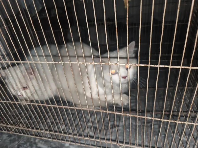 white Russian cats pair buhat cute h full white color h — photo 2