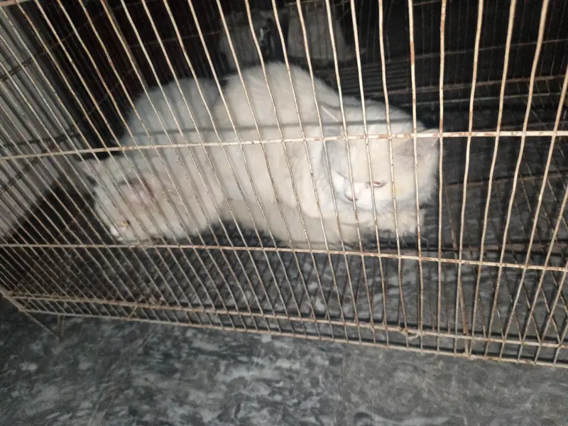white Russian cats pair buhat cute h full white color h — photo 3