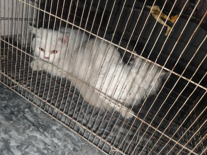 white Russian cats pair buhat cute h full white color h — photo 4