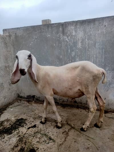 4 Dumbe for sell hen