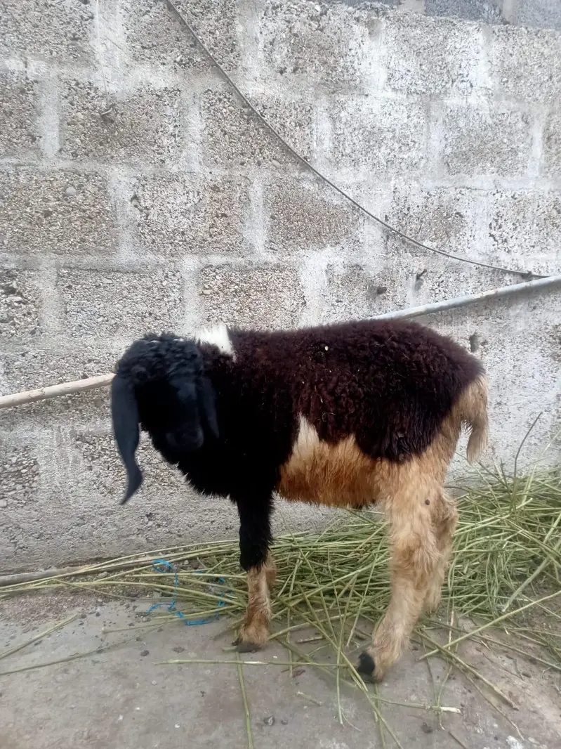 4 Dumbe for sell hen — photo 2