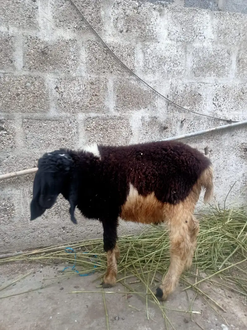 4 Dumbe for sell hen — photo 3