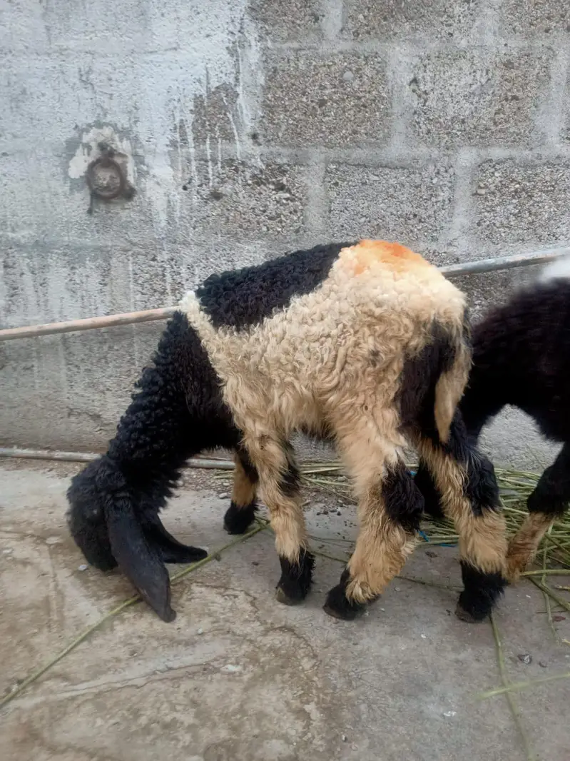 4 Dumbe for sell hen — photo 4