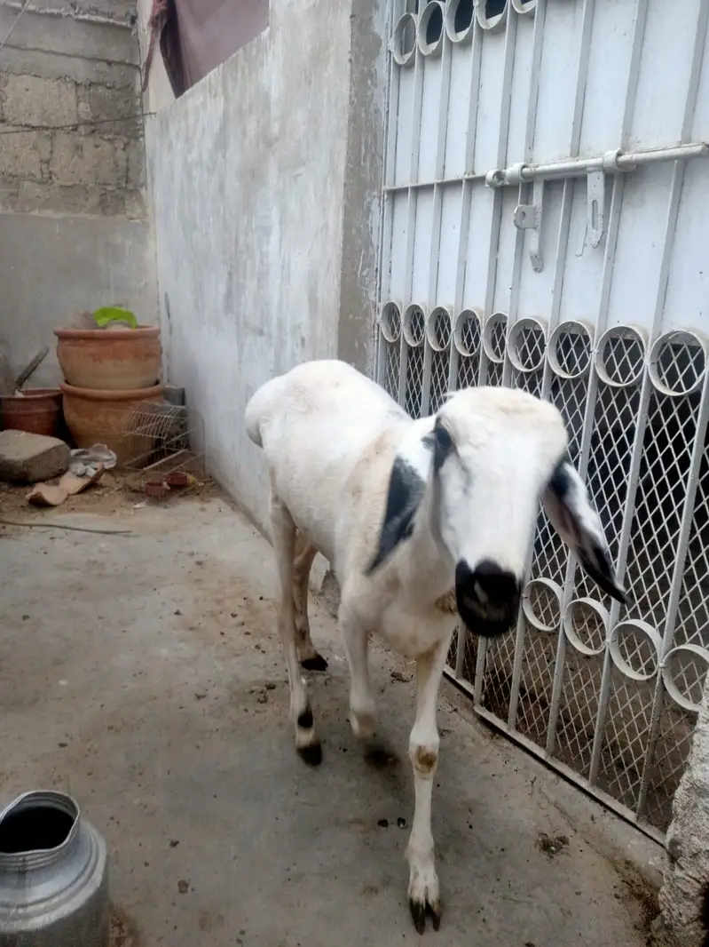 4 Dumbe for sell hen — photo 5