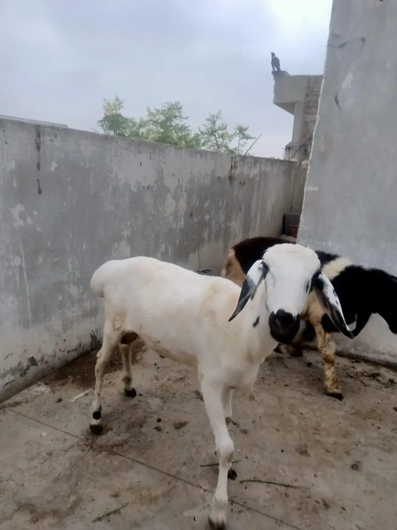 4 Dumbe for sell hen — photo 6