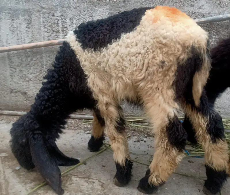 4 Dumbe for sell hen — photo 7