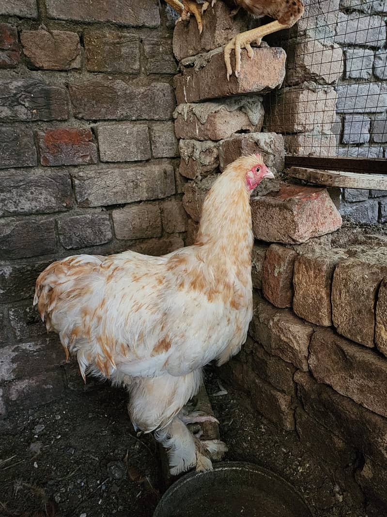 Golden Buff pair 2