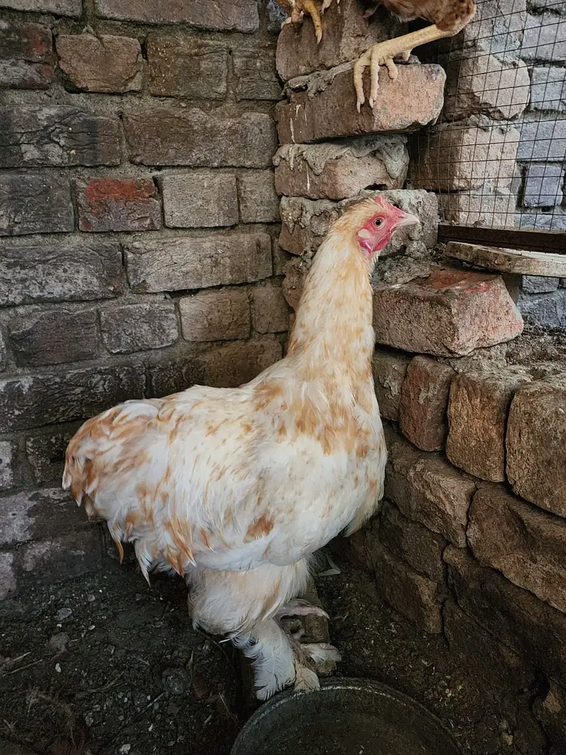 Golden Buff pair — photo 4