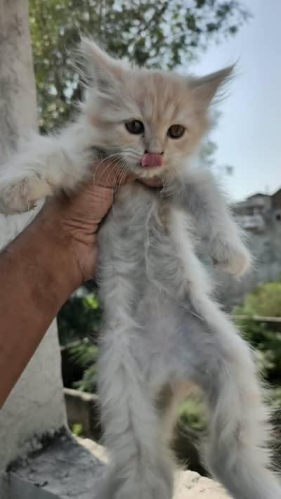 Healthy Persian kittens