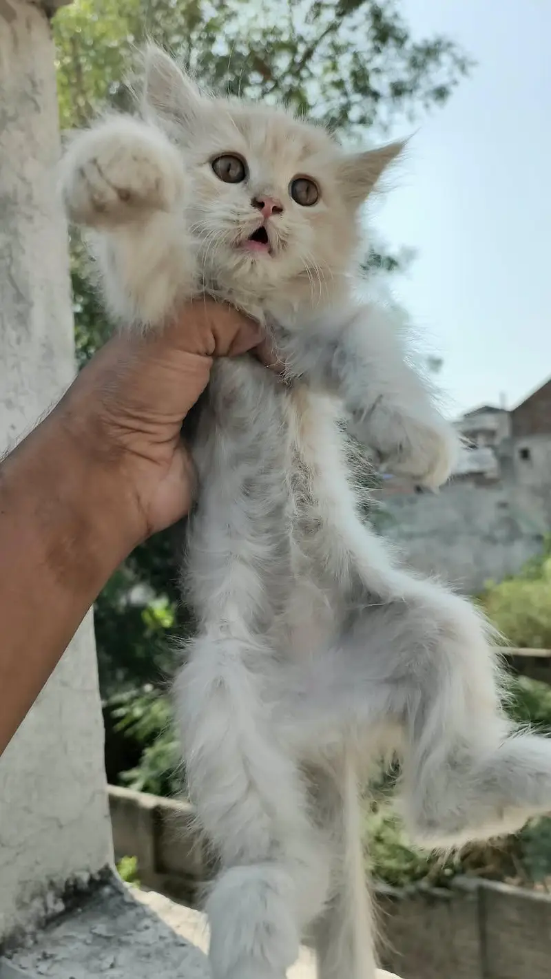 Healthy Persian kittens — photo 2