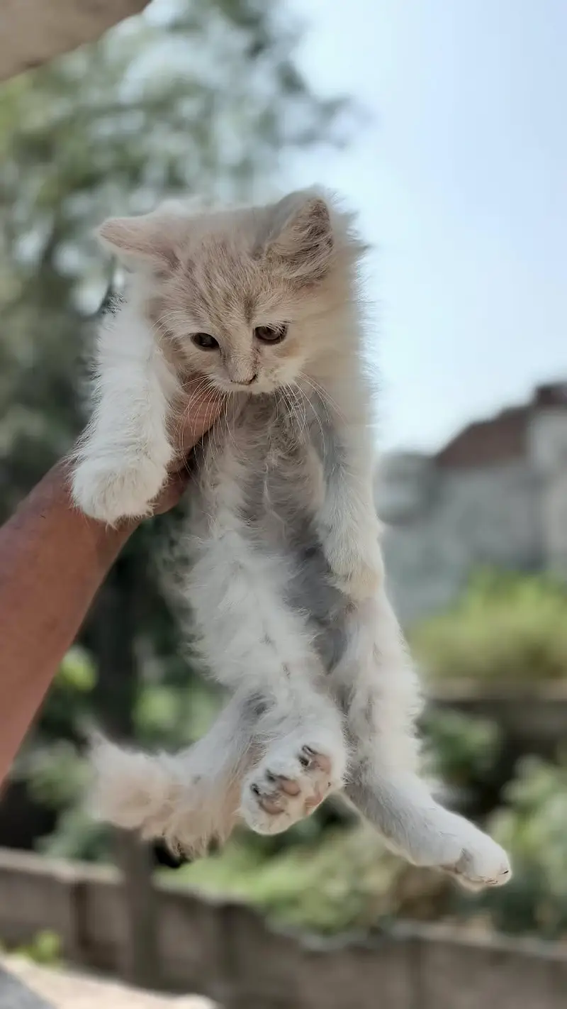 Healthy Persian kittens — photo 3